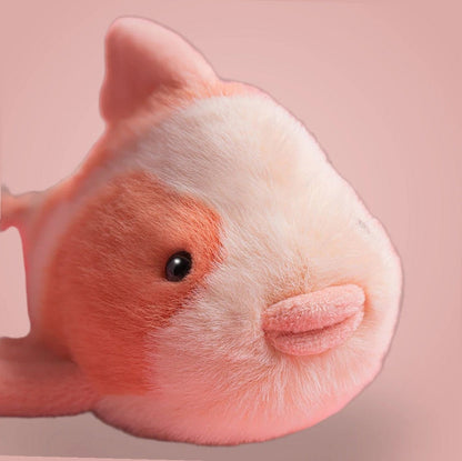 Fancy Carp